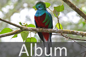 Trogone (Trogoniformes)